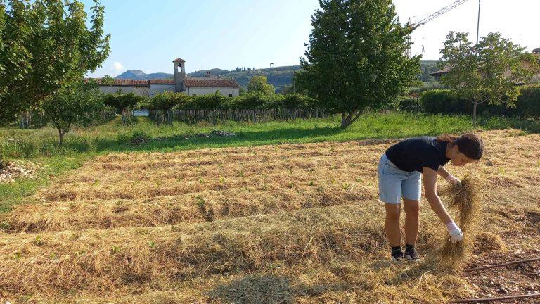 Scopri di più sull'articolo OrtiChe cominciano a mettere radici